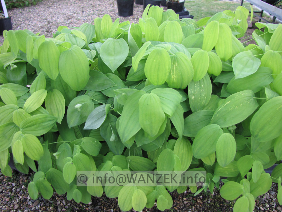 Uvularia grandiflora 01 Laub.JPG
